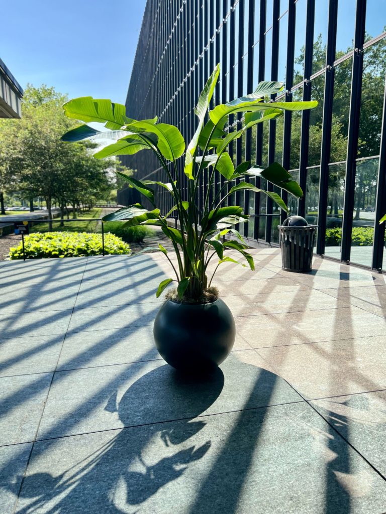 A potted plan outside of the Bell Works building on a sunny day